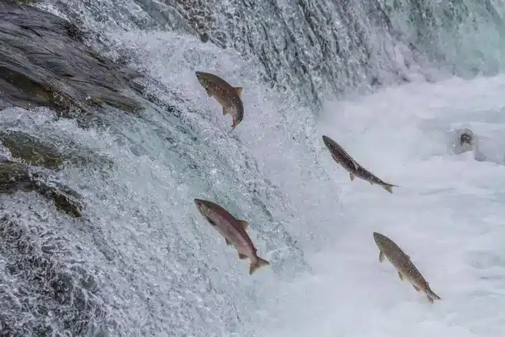 salmon swimming upstream to represent brand identity without guidelines